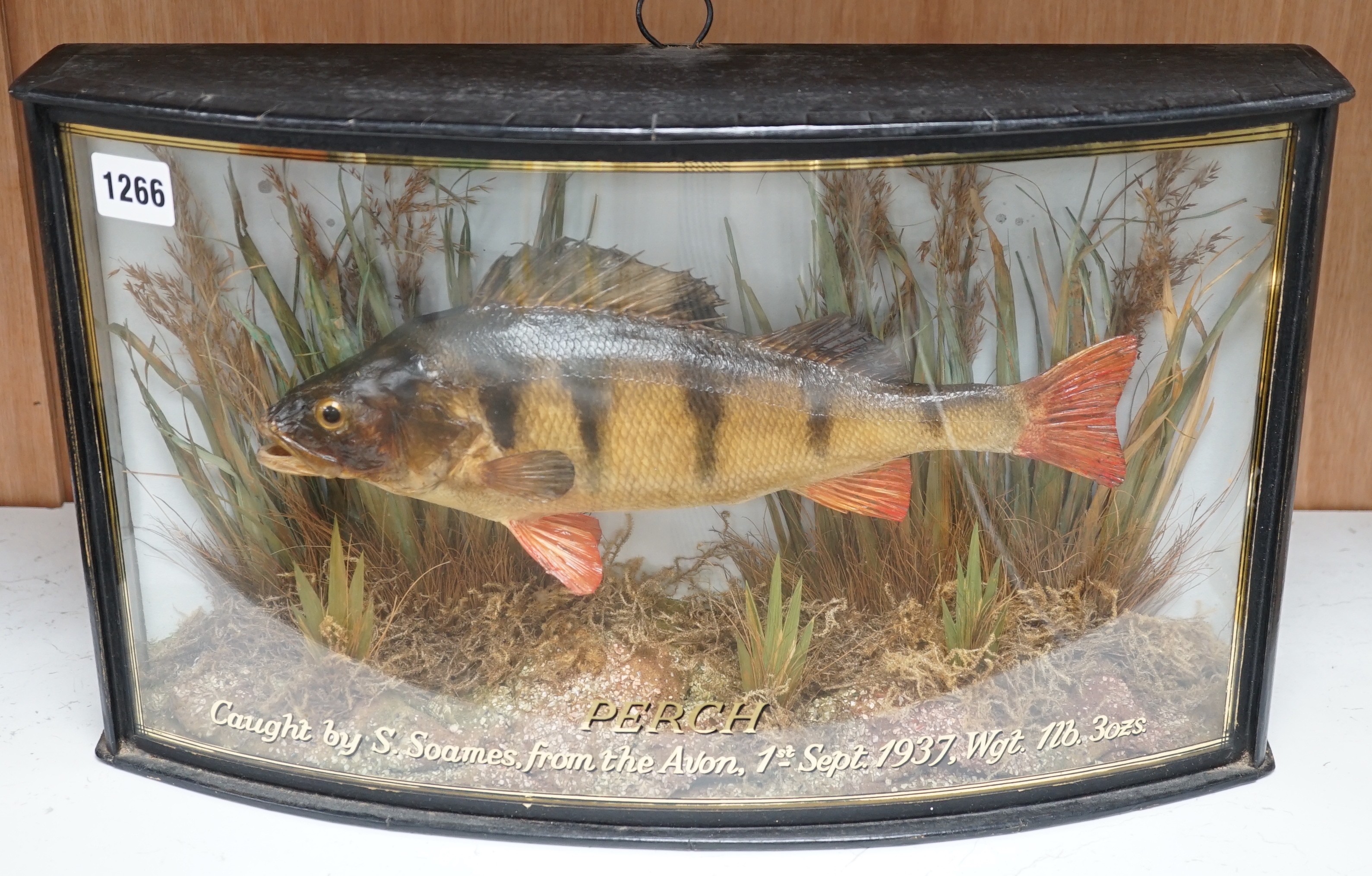 A taxidermy Perch caught by S.Soames, from the Avon, 01.09.1937, weight 1lb. 3ozs. (1999 invoice included) in bow front display cabinet